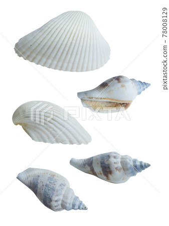 Seashells and conches 78008129