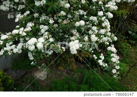 Dark chic white flowers 5 78008147