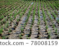 Paddy field 78008159