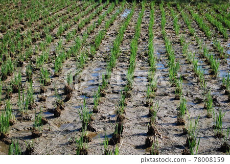 Paddy field 78008159