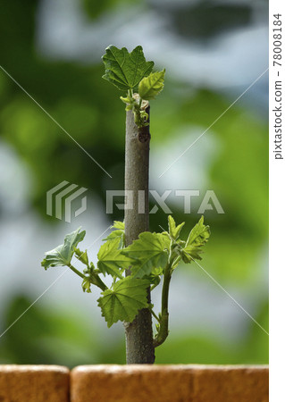 Intoxicated cutting tree image (fix shooting) Intoxicated cutting tree image (fix shooting) 78008184
