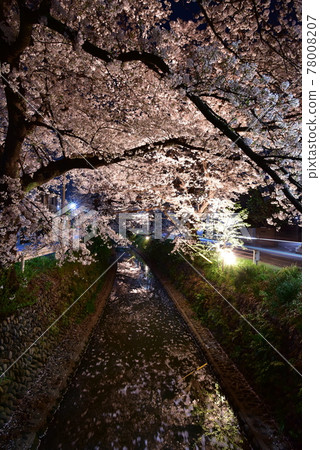 Lighted cherry blossoms Lighted cherry blossoms 78008207
