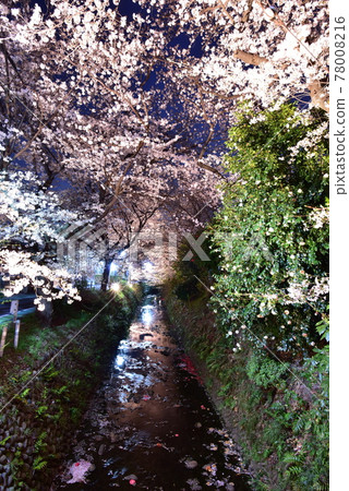 Lighted cherry blossoms Lighted cherry blossoms 78008216