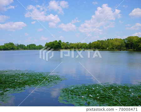 Water lily 1 natural park Water lily 1 natural park 78008471