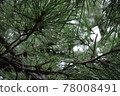 Pine on a rainy day 78008491