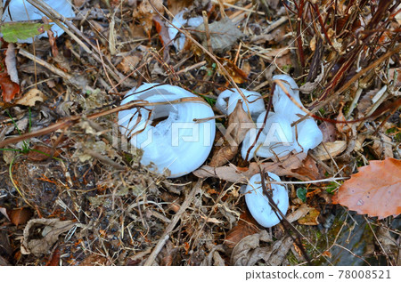 冰霜列 冰霜列 78008521