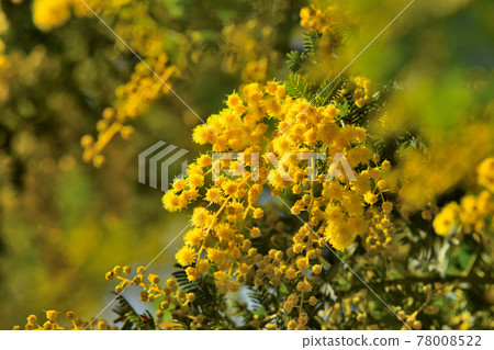 含羞草 含羞草 78008522