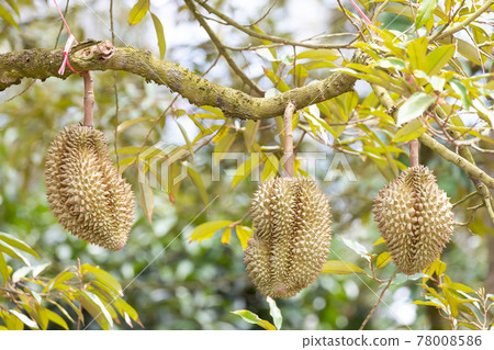 Monthong Durian fruit on tree Monthong Durian fruit on tree 78008586