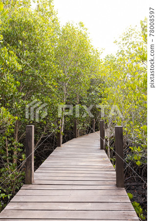 Rhizophora apiculata blume forest 78008597