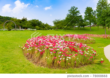 Spring flowers blooming in Akashi Kaikyo National Government Park on Awaji Island 78008668