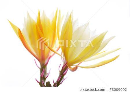 Yellow peacock cactus flower 06 Yellow peacock cactus flower 06 78009002