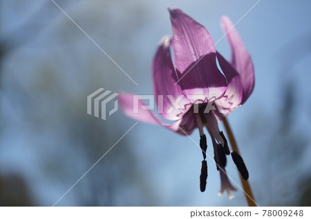 Katakuri花 78009248