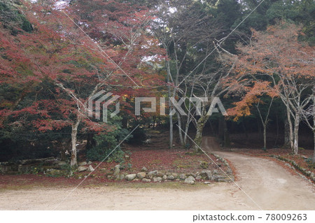 Autumn leaves in Omoto Park, Miyajima-cho, Hatsukaichi-shi, Hiroshima Autumn leaves in Omoto Park, Miyajima-cho, Hatsukaichi-shi, Hiroshima 78009263