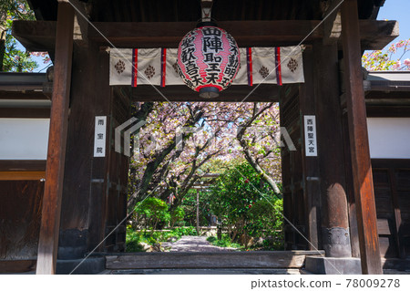 Sakura at Uhoin Temple in Kyoto 78009278