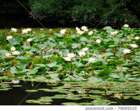 Water lily 3 white Water lily 3 white 78009320