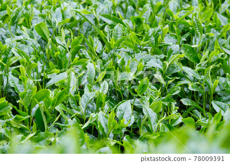 新鮮綠茶種植園，新茶，雨季，京都府和塚町 78009391