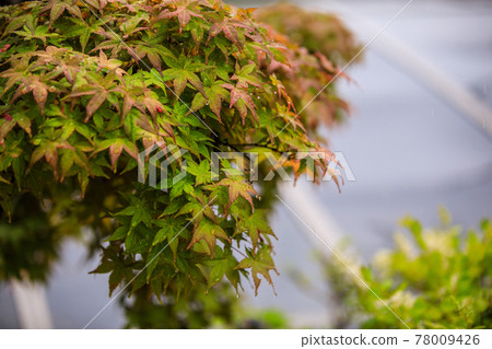 初雨季的風景 初雨季的風景 78009426