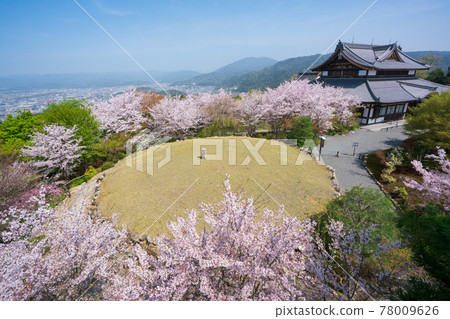 Cherry blossoms of Kyoto Shogun Tsuka Seiryudon 78009626