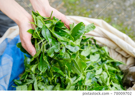 A woman's hand holding tea leaves immediately after harvesting Uji tea, Wazuka-cho, Kyoto Prefecture A woman's hand holding tea leaves immediately after harvesting Uji tea, Wazuka-cho, Kyoto Prefecture 78009702