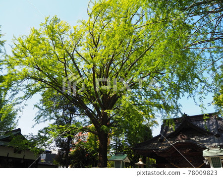 Tanashi Shrine 78009823