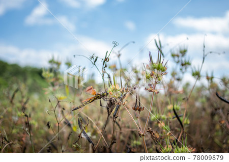 Kofuki dragonfly in the grass Kofuki dragonfly in the grass 78009879