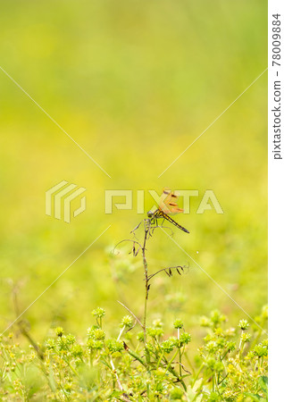 Kofuki dragonfly and aphid Kofuki dragonfly and aphid 78009884