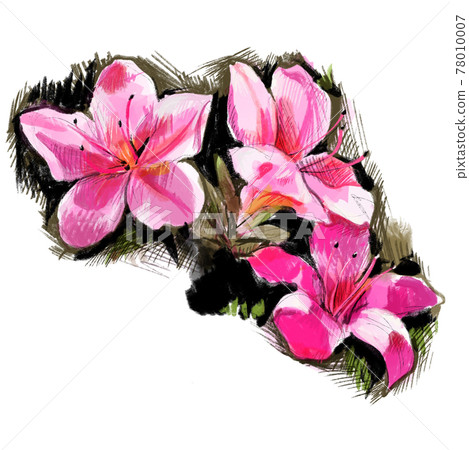 Handwritten sketch azalea illustration 78010007