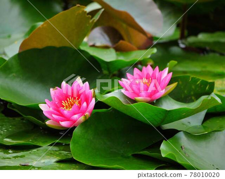 Water lily 6 red Water lily 6 red 78010020