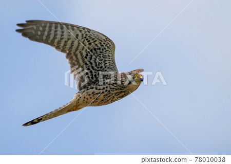 繁殖季節的紅隼雌性，正忙著在藍天中飛來飛去 78010038