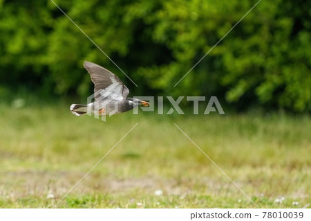 椋鳥帶著食物在美元飛行 78010039