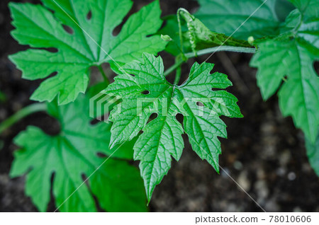 苦瓜的栽培 苦瓜的栽培 78010606