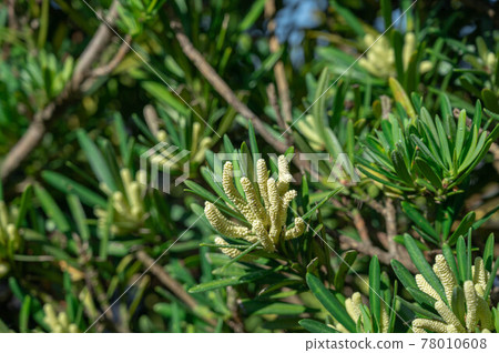 Koyamaki flower 78010608