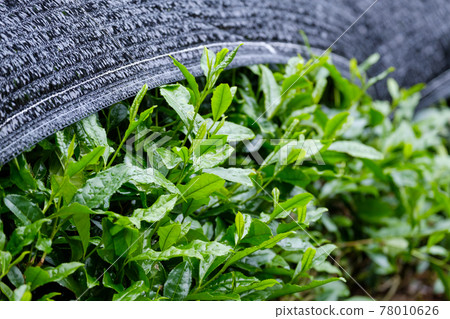 Kabusecha Cover Culture, Wazuka Town, Kyoto Prefecture 78010626