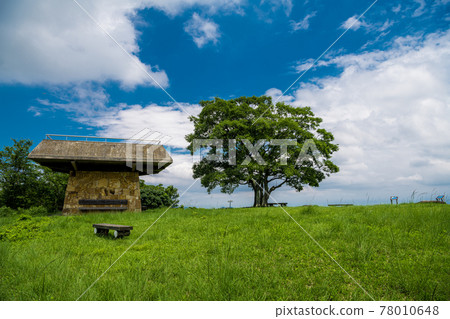 藍天和樹 78010648