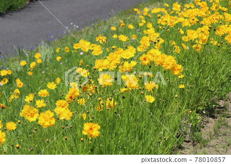 開花在春天領域的金雞菊黃色花 78010857