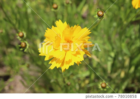 Yellow flowers of Coreopsis blooming in the spring field Yellow flowers of Coreopsis blooming in the spring field 78010858
