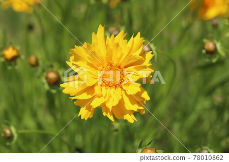 開花在春天領域的金雞菊黃色花 78010862