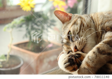 貓美國短毛貓銀色補丁虎斑躺在窗台上,嗅著手 貓美國短毛貓銀色補丁虎斑躺在窗台上,嗅著手 78011140