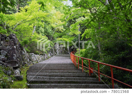 Eigenji Temple, the approach to fresh greenery, Higashiomi City, Shiga Prefecture Eigenji Temple, the approach to fresh greenery, Higashiomi City, Shiga Prefecture 78011568