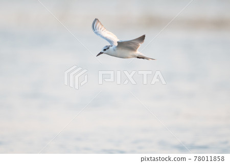 Seagulls are flying for food Seagulls are flying for food 78011858