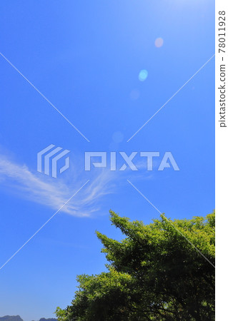 Blue sky with clouds, fresh green and sunlight Blue sky with clouds, fresh green and sunlight 78011928