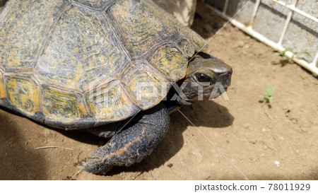 Large female Japanese pond turtle Large female Japanese pond turtle 78011929