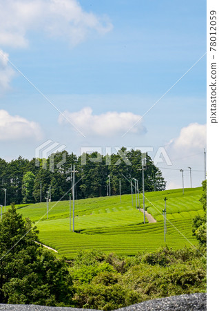 Tea plantation in Wazuka Town, Kyoto Prefecture, Fresh Green 7 78012059