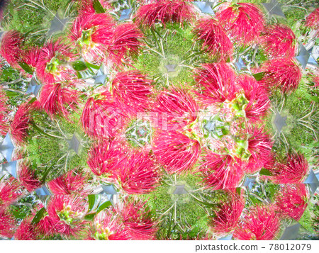 Callistemon flower seen with a teleid scope 78012079
