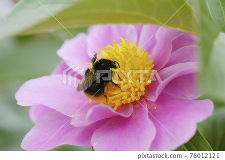 Peony and bumblebee Peony and bumblebee 78012121