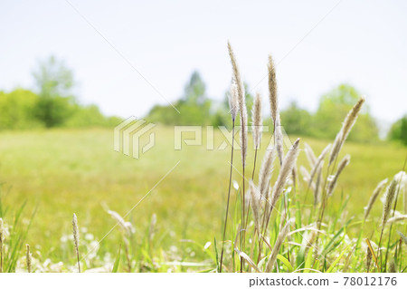Imperata cylindrica blooming in the field [Landscape] 78012176
