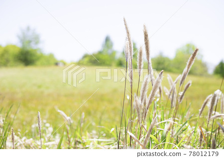 Imperata cylindrica blooming in the field [Landscape] 78012179