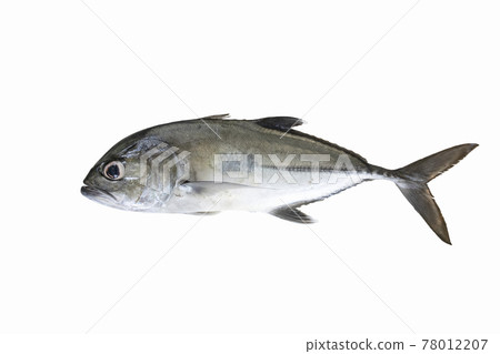 Bigeye trevally, silver paper horse mackerel, silver turtle horse mackerel, galaxy horse mackerel, Caranx sexfasciatus Bigeye trevally, silver paper horse mackerel, silver turtle horse mackerel, galaxy horse mackerel, Caranx sexfasciatus 78012207