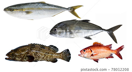 Sea fish yellowtail, grey grouper, bigeye trevally, silver paper horse mackerel, Caranx sexfasciatus Sea fish yellowtail, grey grouper, bigeye trevally, silver paper horse mackerel, Caranx sexfasciatus 78012208