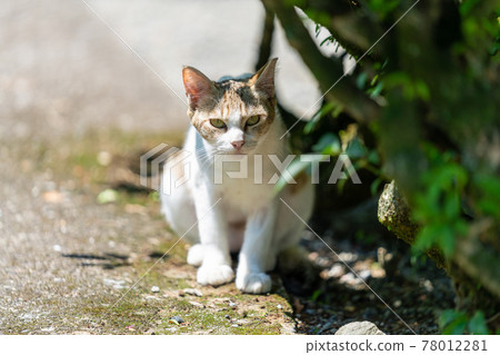 Stray cat with cut ears 78012281